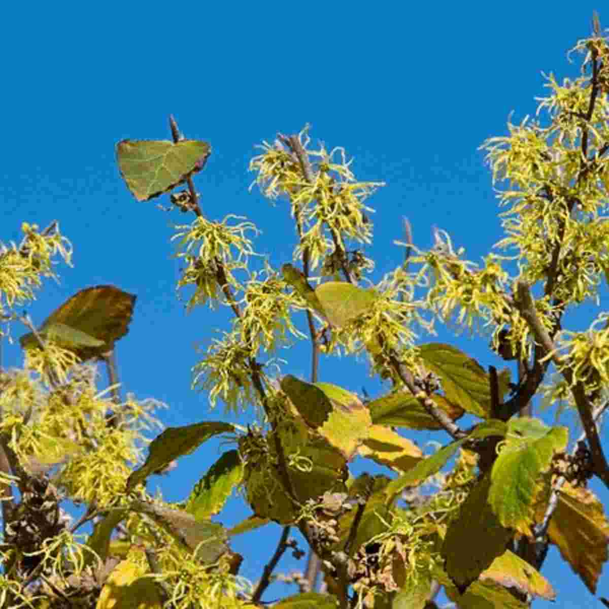 Common Witchhazel