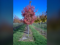 [ACERUAURA25GLSFT] Autumn Radiance Maple - Container