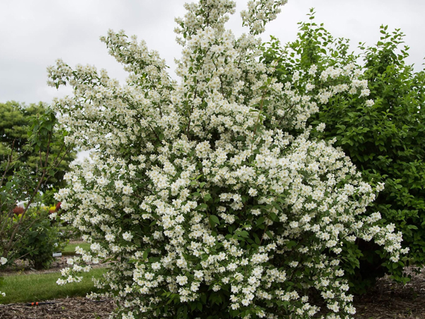 Blizzard Mock Orange - Container