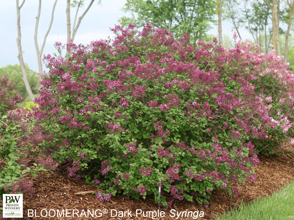 Bloomerang® Dark Purple Lilac - Container