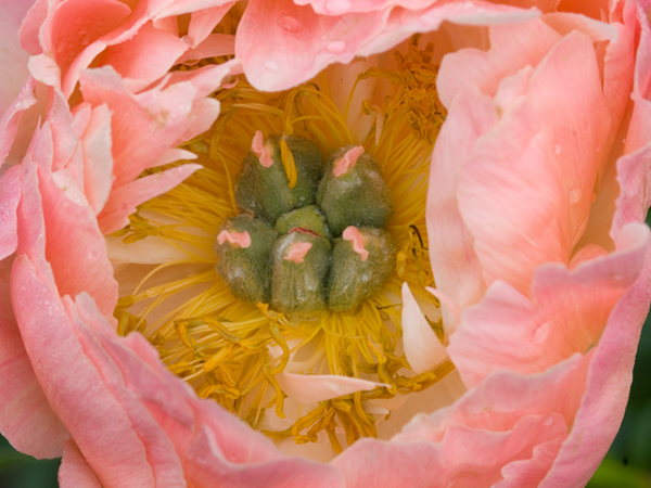 Coral Charm Peony - Container