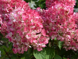 Diamond Rouge Hydrangea