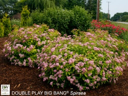 Double Play® Big Bang Spirea - Container