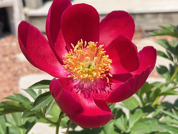 Early Scout Peony - Container