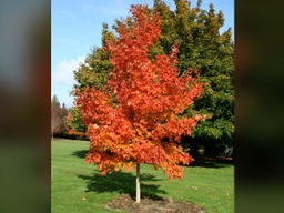 Fall Fiesta Sugar Maple