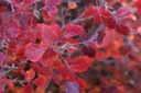 Gro-Low Fragrant Sumac - Container