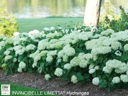 [HYDARINVLI3GLSHR] Invincibelle® Limetta Hydrangea - Container