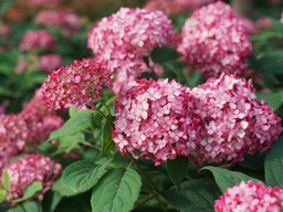 Invincibelle® Ruby Hydrangea - Container