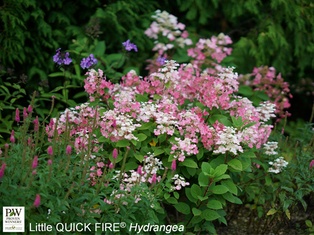 Little Quick Fire® Hydrangea - Container