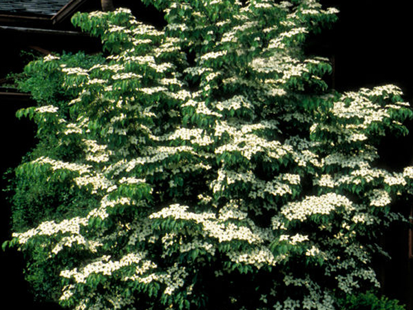 Milky Way Kousa Dogwood - Container