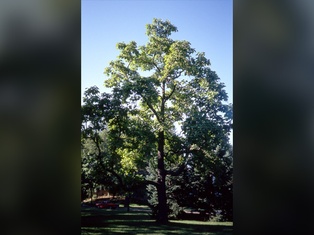 Northern Catalpa - Container