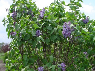 President Lincoln Lilac - Container