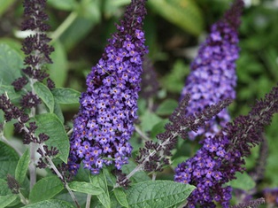 Pugster Blue® Butterfly Bush - Container