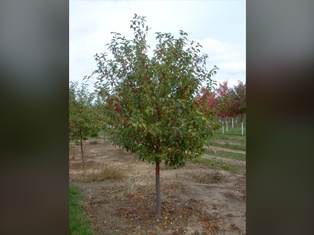 Red Jewel Crabapple - Container