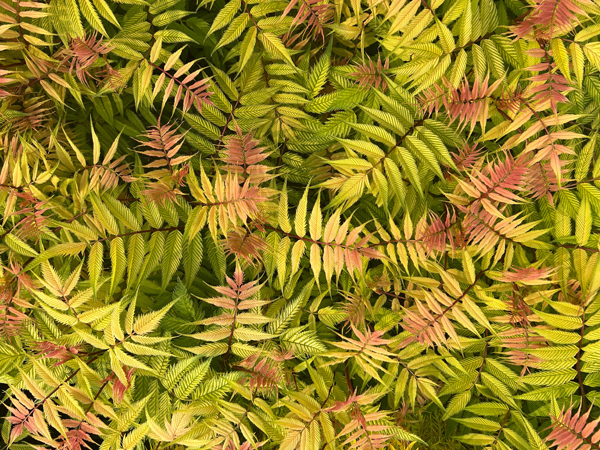 Sem Ash Leaf False Spirea - Container