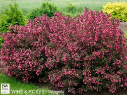 Wine &amp; Roses® Weigela - Container