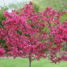 Prairie Fire Crabapple | Breezy Hill Nursery - Garden Center