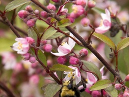 [DEUGRANIKB3GLSHR] Nikko Blush Deutzia - Container