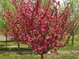 [MALADAM015GLSHFT] Adams Crabapple - Container