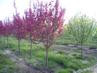 Malus domestica 'Honeycrisp' - Horsford Gardens and Nursery