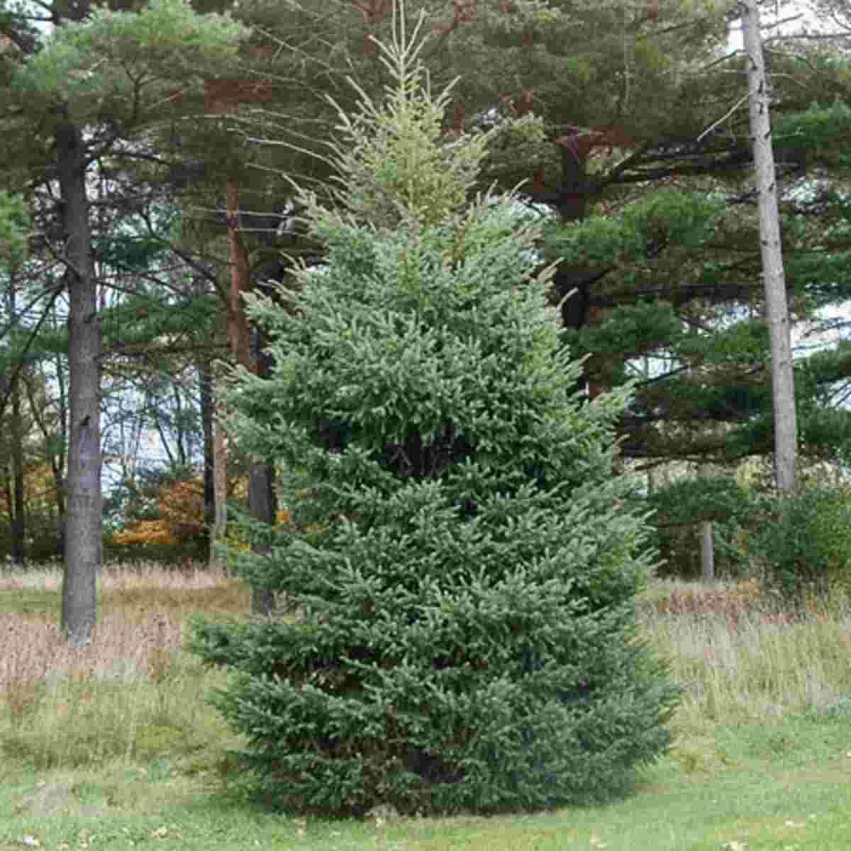 Black Hills Spruce