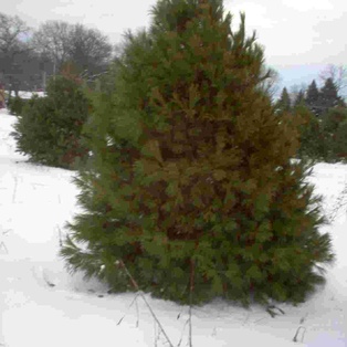 Eastern White Pine