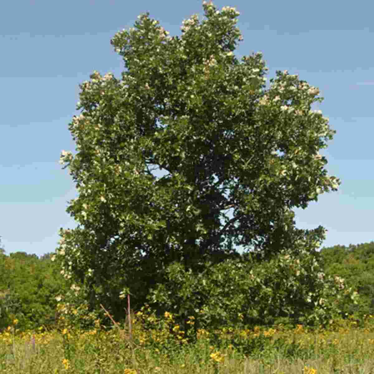 Bur Oak