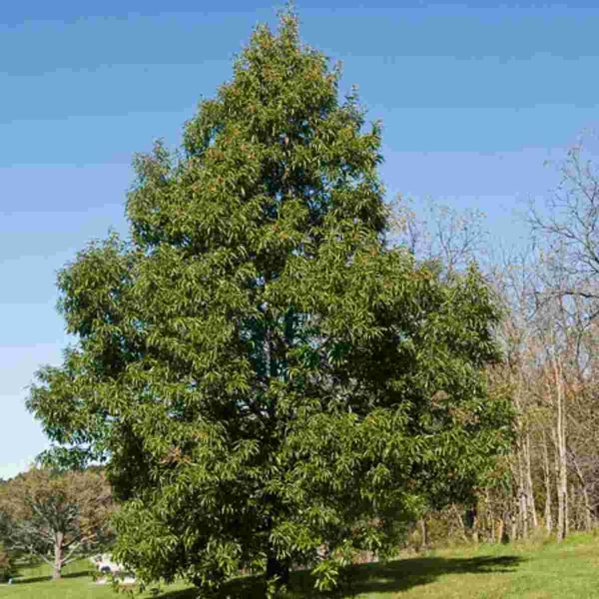 Shop | Breezy Hill Nursery - Garden Center