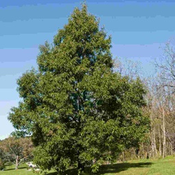 Chinkapin Oak