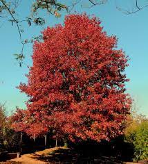 Northern Red Oak