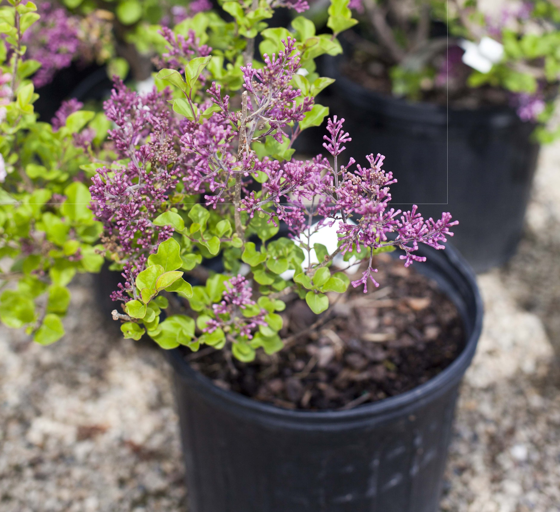 Dwarf Korean Lilac