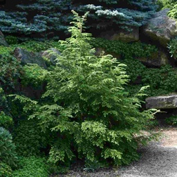 Canadian Hemlock