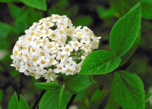 Burkwood Viburnum