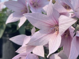 [220000179814] Astra Pink Balloon Flower