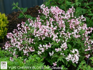 Yuki Cherry Blossom Deutzia - Container