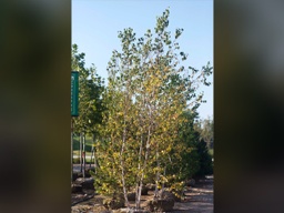 Whitespire Birch - Container