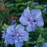 Blue Chiffon Rose of Sharon, Hibiscus - Container