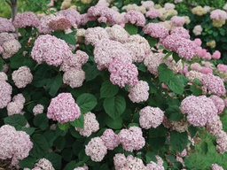 Incrediball Blush® Hydrangea - Container