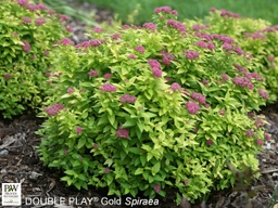 [SPIDOGOL3GLSHR] Double Play® Gold Spirea - Container