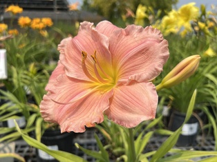 Jolyene Nichole Daylily - Container