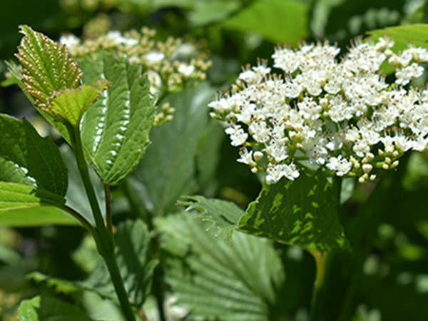 Autumn Jazz Viburnum