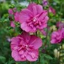 Magenta Chiffon Rose of Sharon - Container