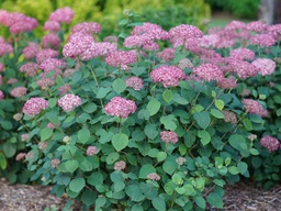 [HYDABINVS3GLSHR] Invincibelle® Spirit II Hydrangea  - Container