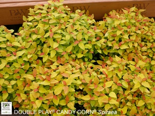 Double Play® Candy Corn Spirea - Container