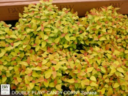 [SPIDOCDYC3GLSHR] Double Play® Candy Corn Spirea - Container