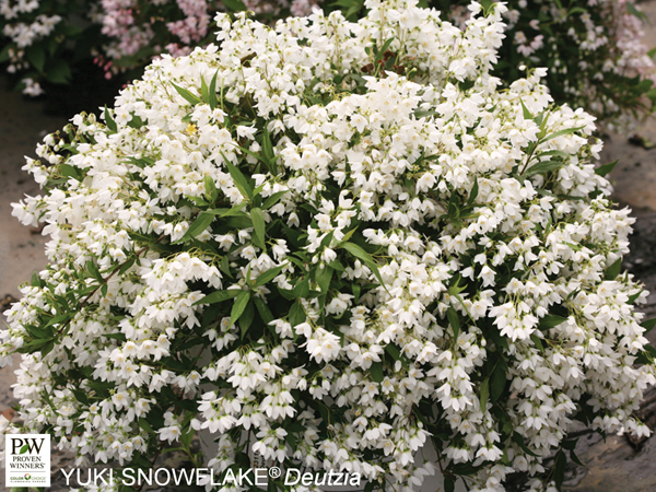 Yuki Snowflake Deutzia - Container