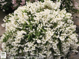 [DEUTYUSNOW3GLSHR] Yuki Snowflake Deutzia - Container