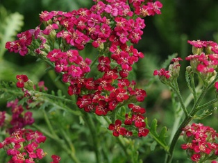 New Vintage Rose Yarrow - Container