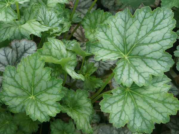 Dale's Strain Coral Bells - Container