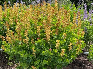 Cherries Jubilee Baptisia - Container